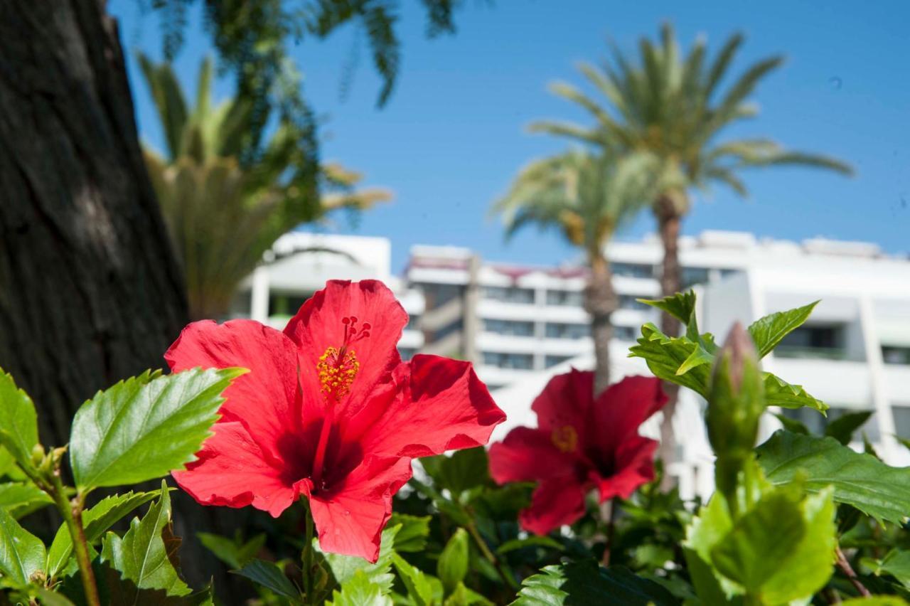 Optimist Deluxe Lejlighed Playa de las Américas Eksteriør billede